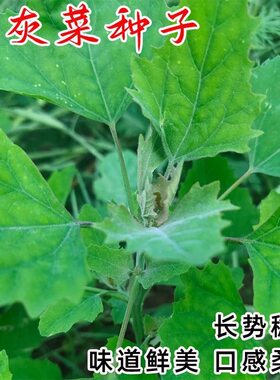 野生灰灰菜种子四季播蔬菜种子老品种野菜养生菜种子阳台盆栽庭院