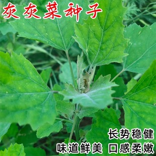 野生灰灰菜种子四季播蔬菜种子老品种野菜养生菜种子阳台盆栽庭院