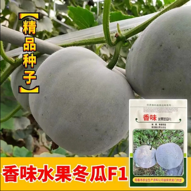 香芋迷你小冬瓜种子芋头香味白粉家庭园艺种子