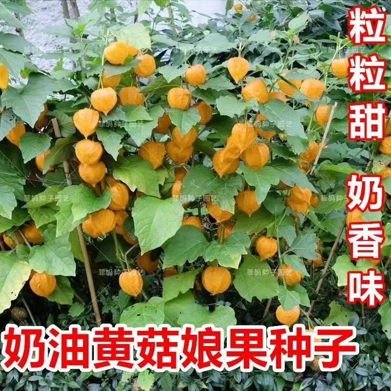 奶油菇娘果种子奶香味黄菇娘果东北灯笼果种籽四季稀有种子水果籽图片