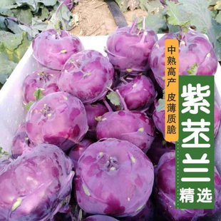 水果苤蓝种子紫苤兰球茎苤菜天津青苤蓝大头菜薄皮生吃脆嫩芥兰头