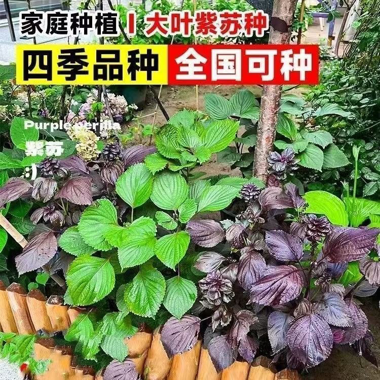 大叶紫苏种子籽苏子叶可食用双面紫苏子四季耐寒阳台庭院蔬菜种子