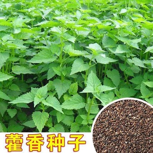 新鲜藿香食用藿香盆栽原土霍香苗五香叶鱼香种子阳台庭院蔬菜种子