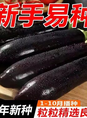 好吃331烧烤茄种烧烤茄子种籽烤茄子墨茄 庭院大田四季嫩香种子