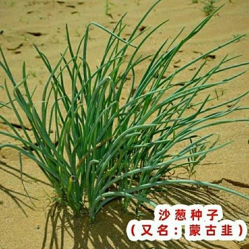 【今年新种】野生沙葱种子胡葱种孑耐寒耐旱四季韭葱香葱盆栽阳台