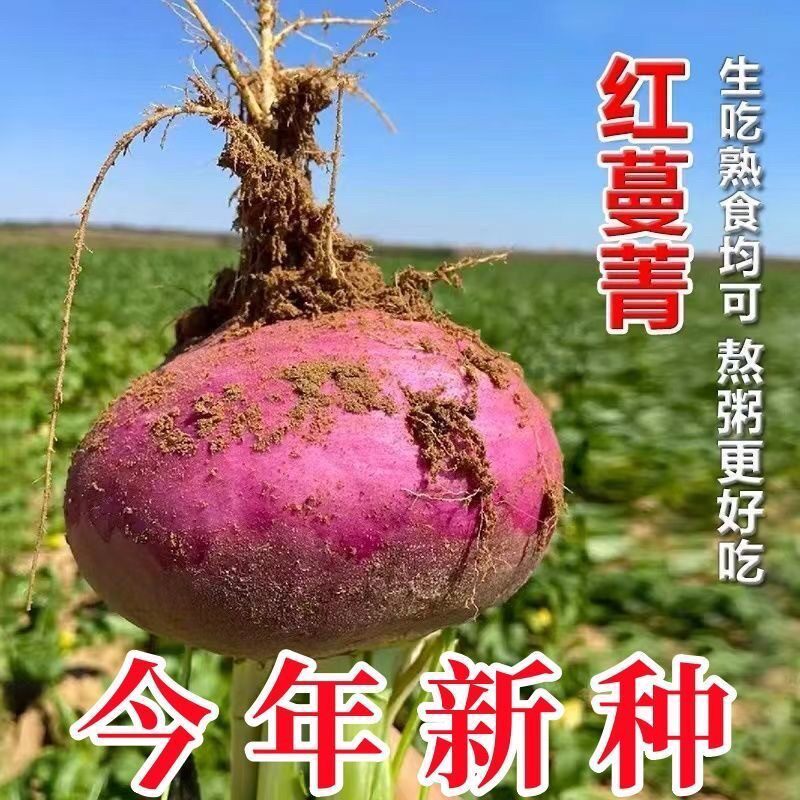 耐热红圆蔓菁种子高产菜地耐贮适应性 广蔓菁芜菁籽易种植红皮种 - 实物图