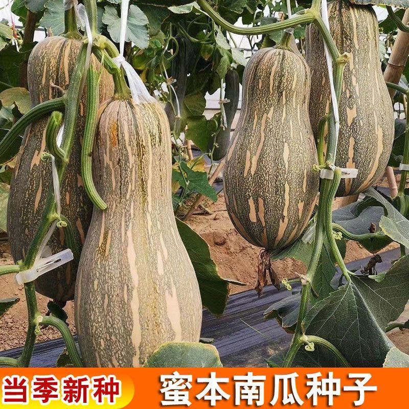 蜜本南瓜种子种籽早栗苗食用香甜早熟高产蔬菜苗孑菜种长密本板粟
