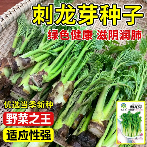 东北刺龙芽种子刺嫩芽种子懒人种子刺包芽种子室内蔬菜种子野菜