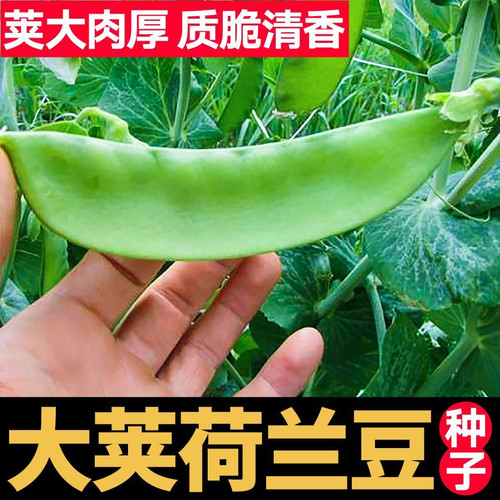 大荚绿荷兰豆种子高产扁豆种籽