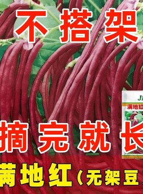 满地红春秋无架豆角新鲜蔬菜