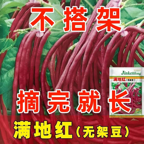 满地红春秋无架豆角新鲜蔬菜