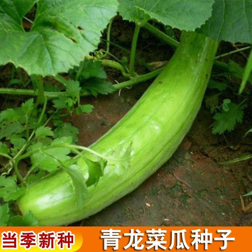 青龙菜瓜种子菜瓜生吃青皮酥瓜籽凉拌生吃腌菜水果蔬菜庭院脆瓜籽
