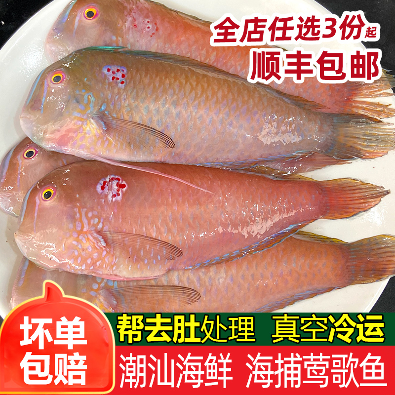 红莺歌鱼深海鱼冷冻海鲜水产鹦鹉鱼妹仔南鹦歌鱼马头鱼新鲜马面鱼-封面