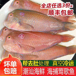 红莺歌鱼深海鱼冷冻海鲜水产鹦鹉鱼妹仔南鹦歌鱼马头鱼新鲜马面鱼