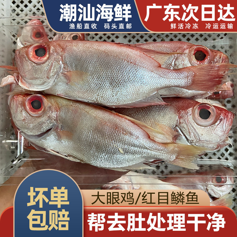 大眼鸡鱼小红目鳞一份处理前500g