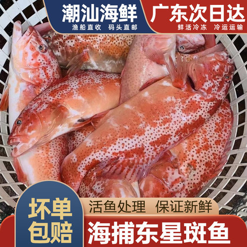 东星斑新鲜水产深海活鱼处理