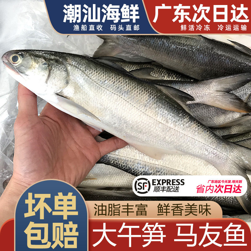大马友鱼午笋鱼鲜活冷冻海鲜水产新鲜海捕鱼1条450g-550g大午仔鱼