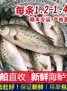 新鲜海鲈鱼鲜活速冻海捕海鲜水产深海鱼大条七星花青鲈鱼帮去肚