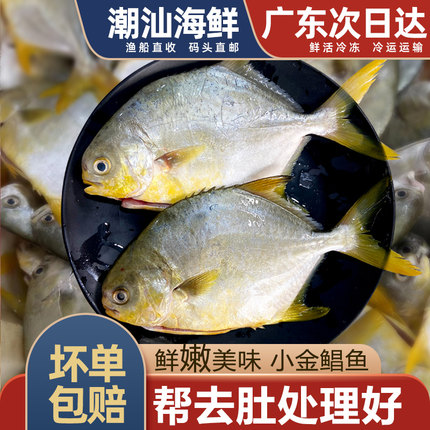 小金昌鱼海捕深海新鲜鲜活冷冻潮汕海鲜水产小金枪鱼3-5条金鲳鱼