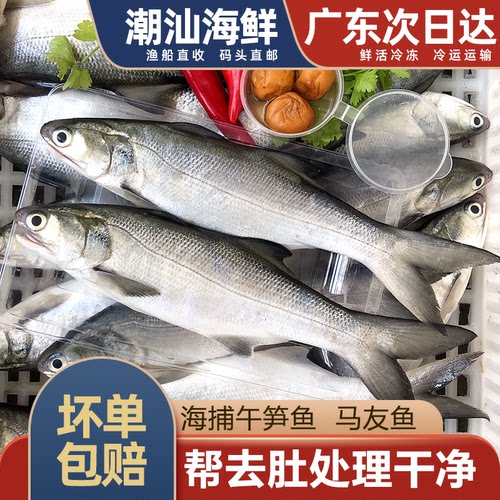 马友鱼午笋鱼一斤2条处理前500g