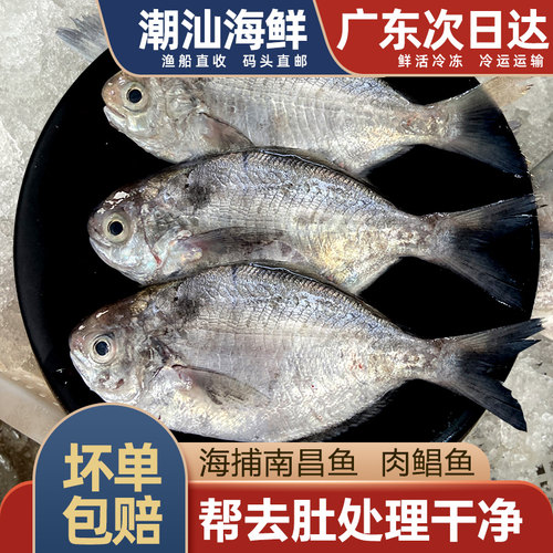 南昌鱼潮汕肉鲳鱼1斤3-6条