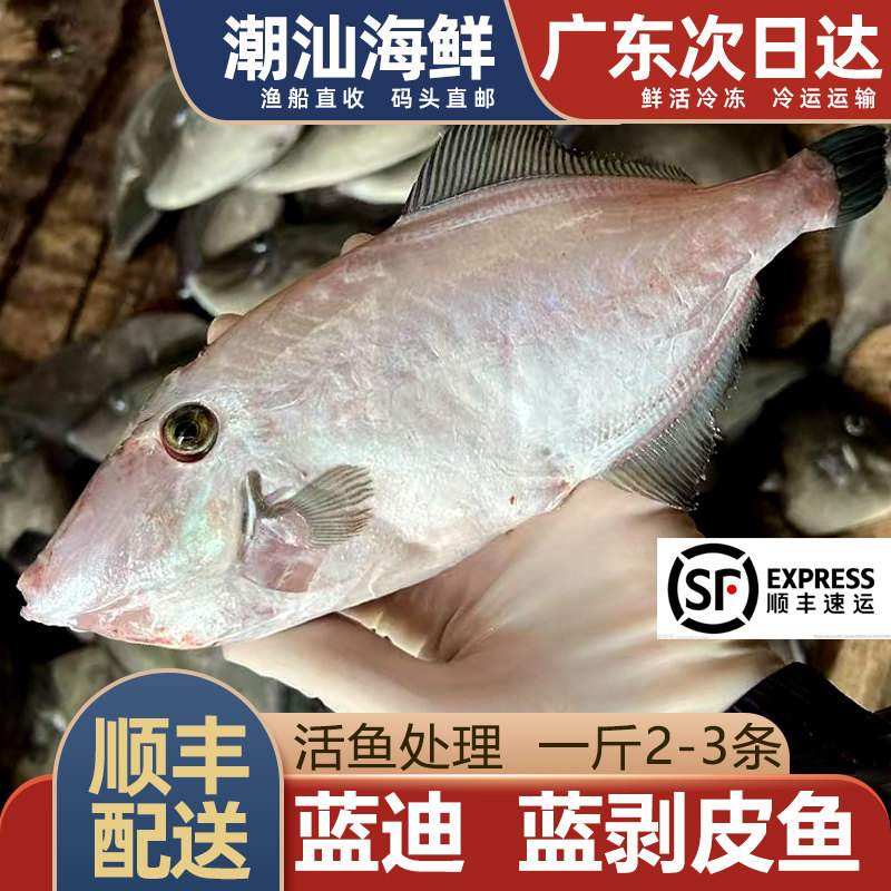 中大剥皮鱼新鲜海鱼冷冻潮汕蓝迪仔海鲜水产马面鱼扒皮牛鱼耗儿鱼