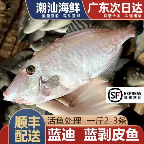 蓝剥皮鱼1斤2-3条，2斤3条