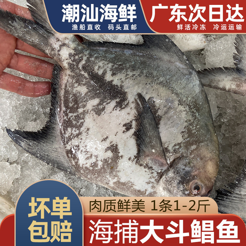 斗鲳鱼新鲜海鱼海捕中华鲳潮汕海鲜水产非银鲳白鲳金昌鱼大斗昌鱼