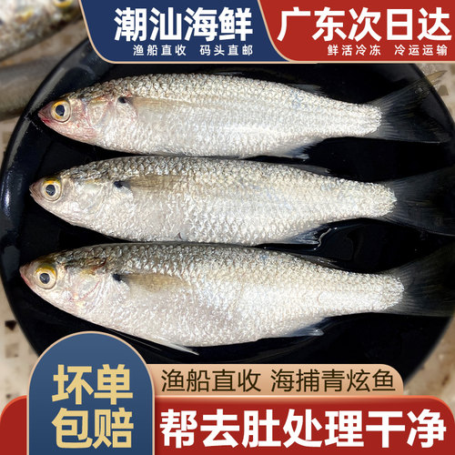 青炫鱼新鲜海鱼500g帮去肚处理