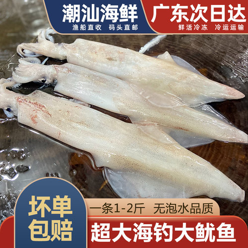 超大鱿鱼一条1-2斤按照称重计算
