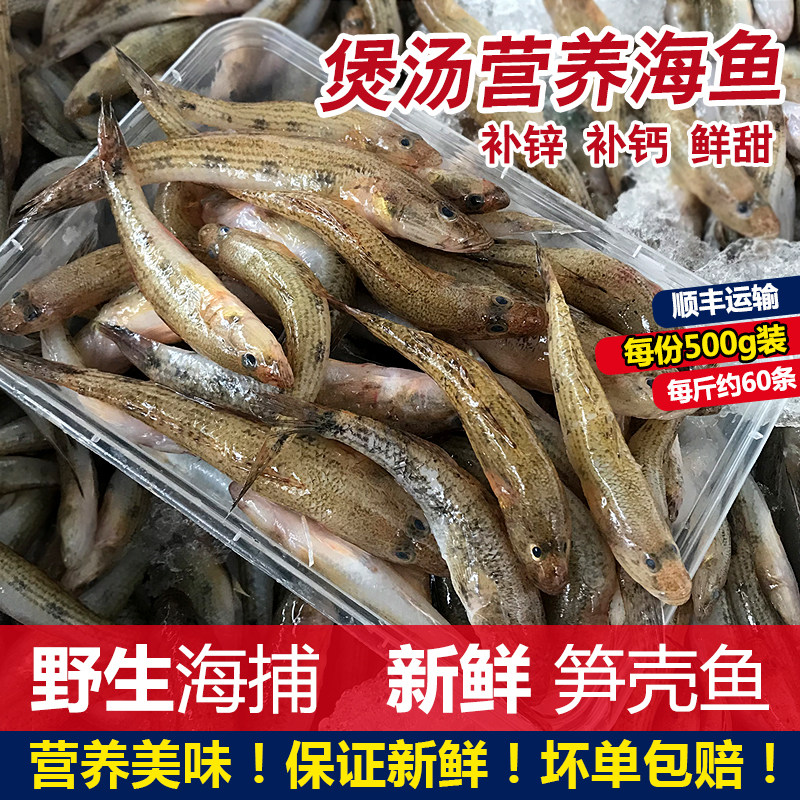 笋壳鱼潮汕狗母鱼鲜活冷冻新鲜海鱼海鲜水产虎头鱼煲汤小海鱼500g