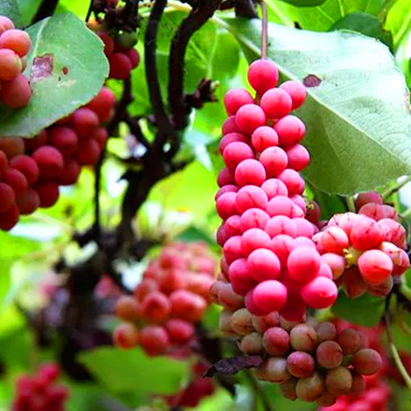 五味子苗子成活率高秦岭