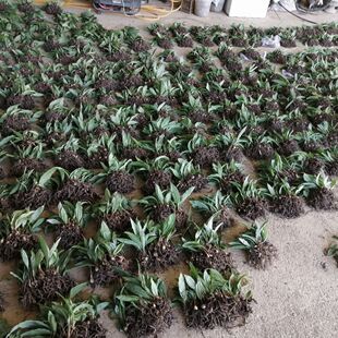 云南毛慈菇苗茅慈菇苗冰球子苗毛慈菇苗山慈菇苗山慈菇苗山慈菇苗