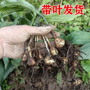 毛慈菇种苗独叶白芨山慈菇冰球子泥冰子苗现挖现发新鲜打包正宗
