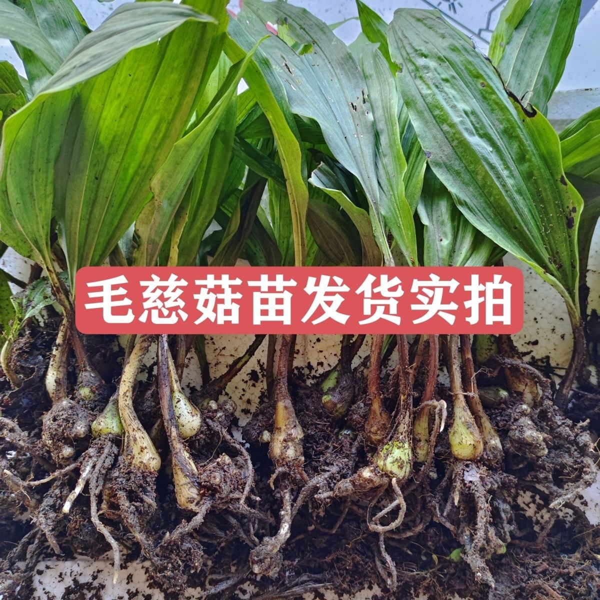 毛慈菇苗正宗陕西毛慈菇苗