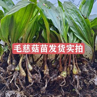 【带叶发货】陕西毛慈菇种苗冰球子山茨菇正宗贵州冰梨子批发