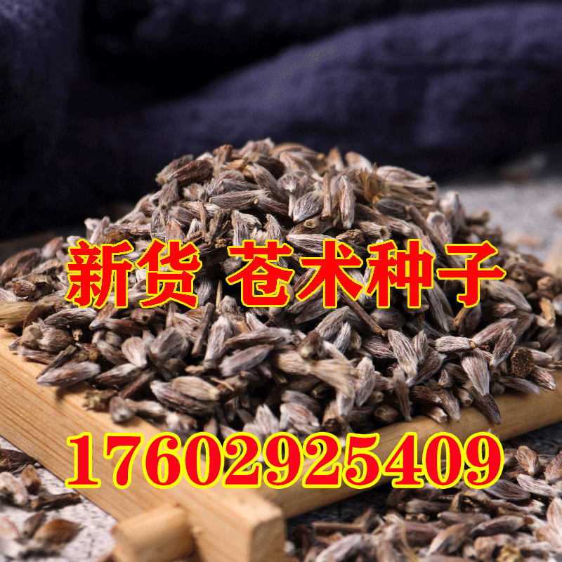 秦岭新苍术种子高出芽率朱砂点苍术种子名贵药材种子苍珠种子