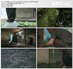 农民养蚕蚕农喂蚕宝宝吃桑叶家庭养殖 视频实拍素材