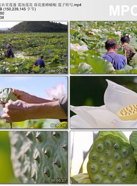 莲农采莲蓬莲池莲花荷花蜜蜂蜻蜓 莲子特写 高清实拍视频剪辑素材