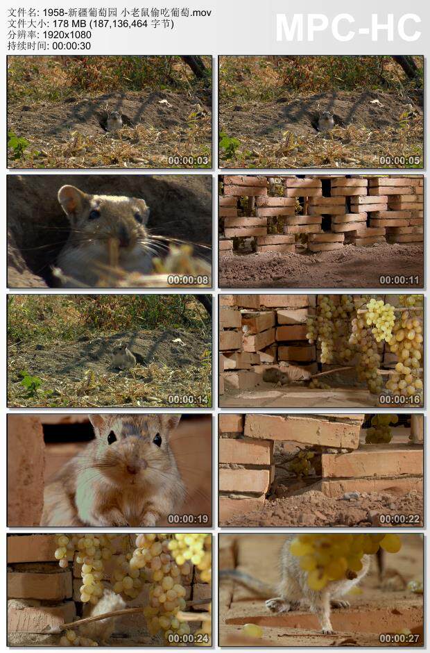 新疆葡萄园 小老鼠偷吃葡萄 实拍视频素材