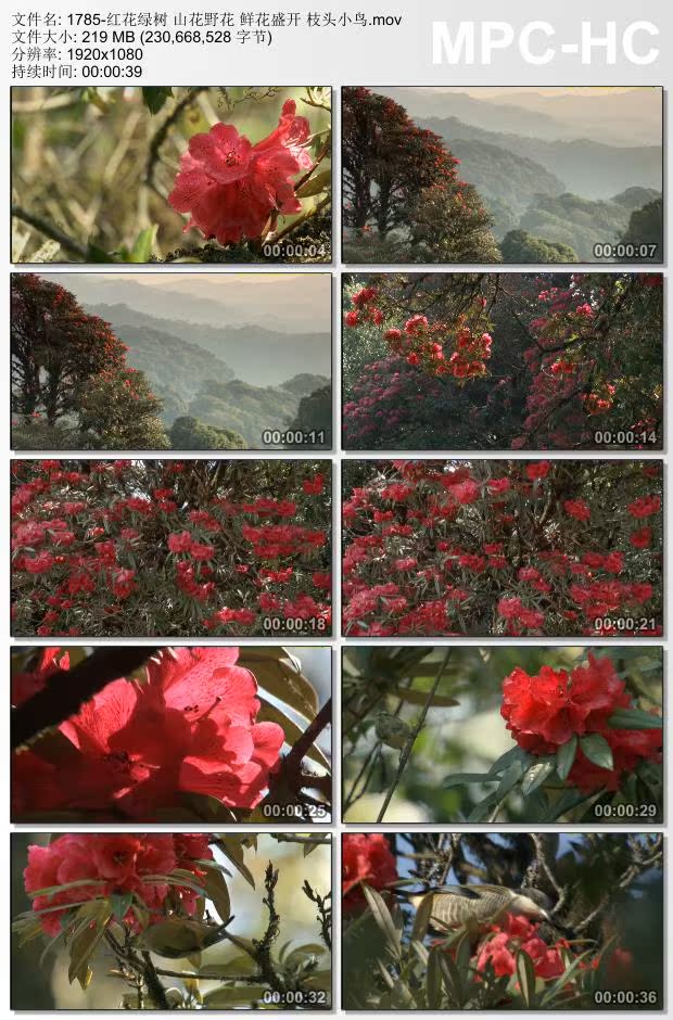 红花绿树山花野花鲜花盛开视频 枝头小鸟 实拍视频剪辑素材