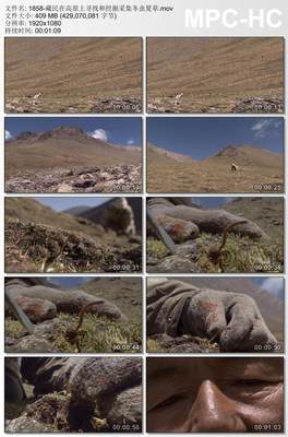 藏民在高原上寻找和挖掘 采集冬虫夏草 实拍视频素材