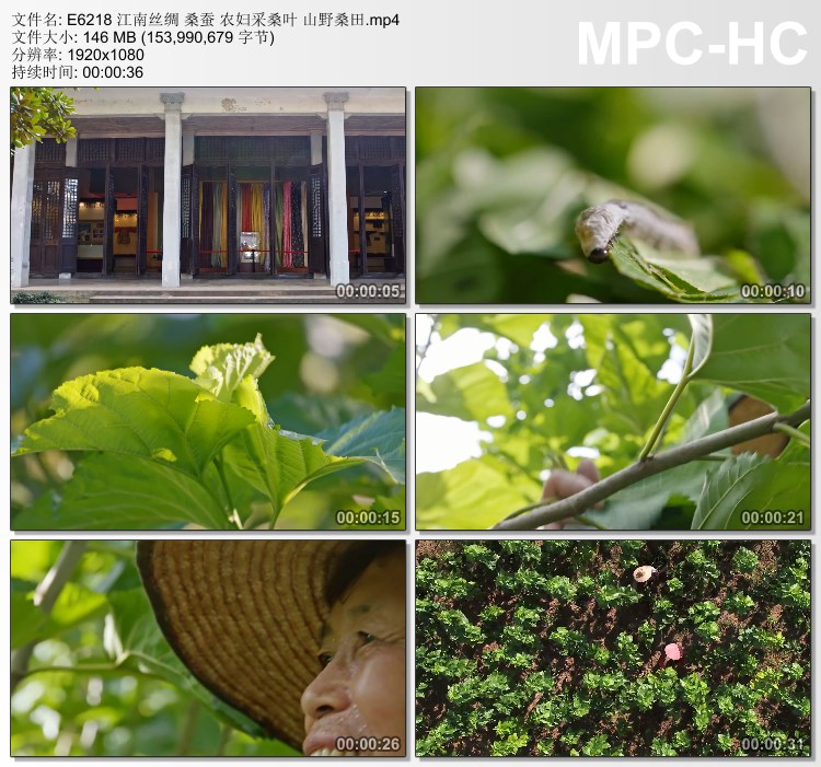 江南丝绸 桑蚕 农妇采桑叶 山野桑田 实拍短视频素材