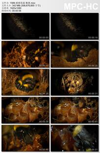 蜜蜂筑巢酿蜜 实拍视频素材
