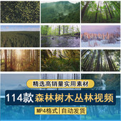 森林树木茂密丛林热带雨林自然美景风光环境植被航拍空镜视频素材