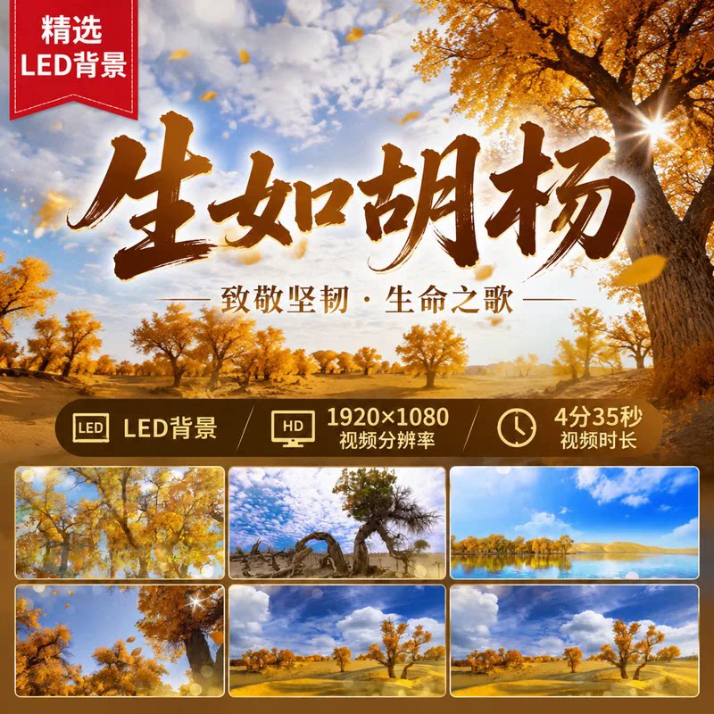 生如胡杨大屏LED背景伴奏歌曲视频朗诵配乐LED高清背景视频素材