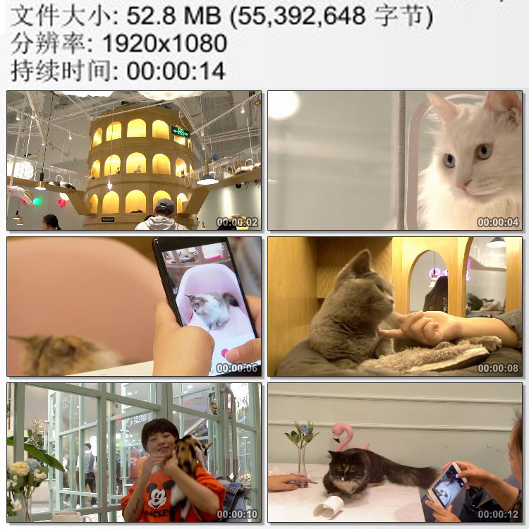 猫咪咖啡馆都市休闲生活素材 实拍视频素材