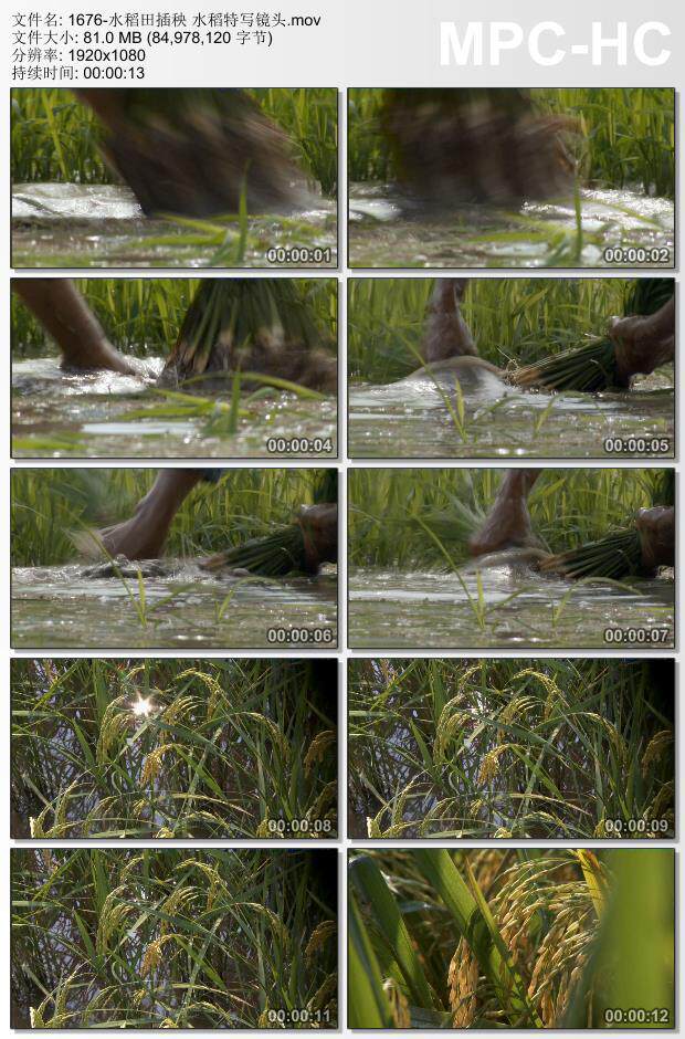 水稻田插秧水稻特写镜头 高清实拍视频素材