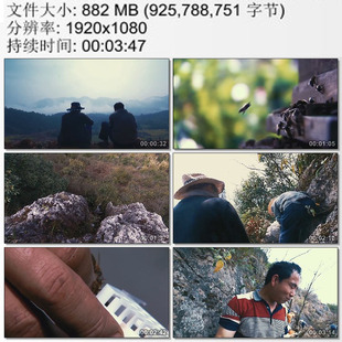 蜜蜂与油菜花 养蜂人 悬崖峭壁捕捉蜂王 实拍视频素材