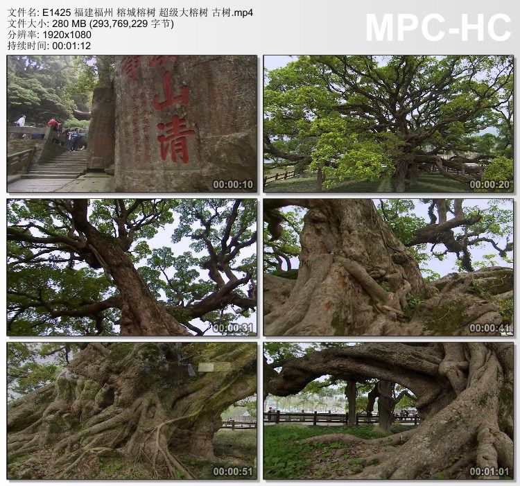 福建福州 榕城榕树 大榕树古树 实拍视频素材